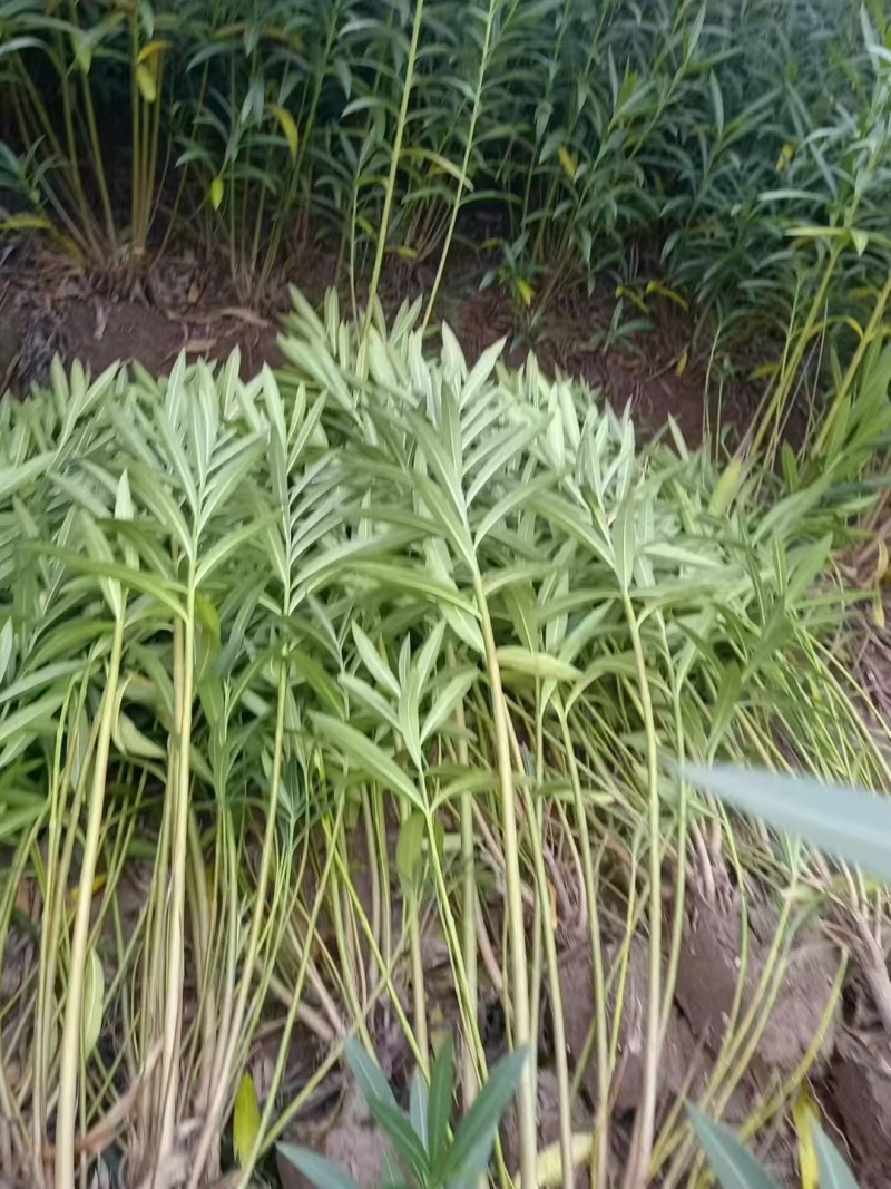 夹竹桃基地，杯苗地苗，色泽鲜艳，植株健壮，各种规格齐全