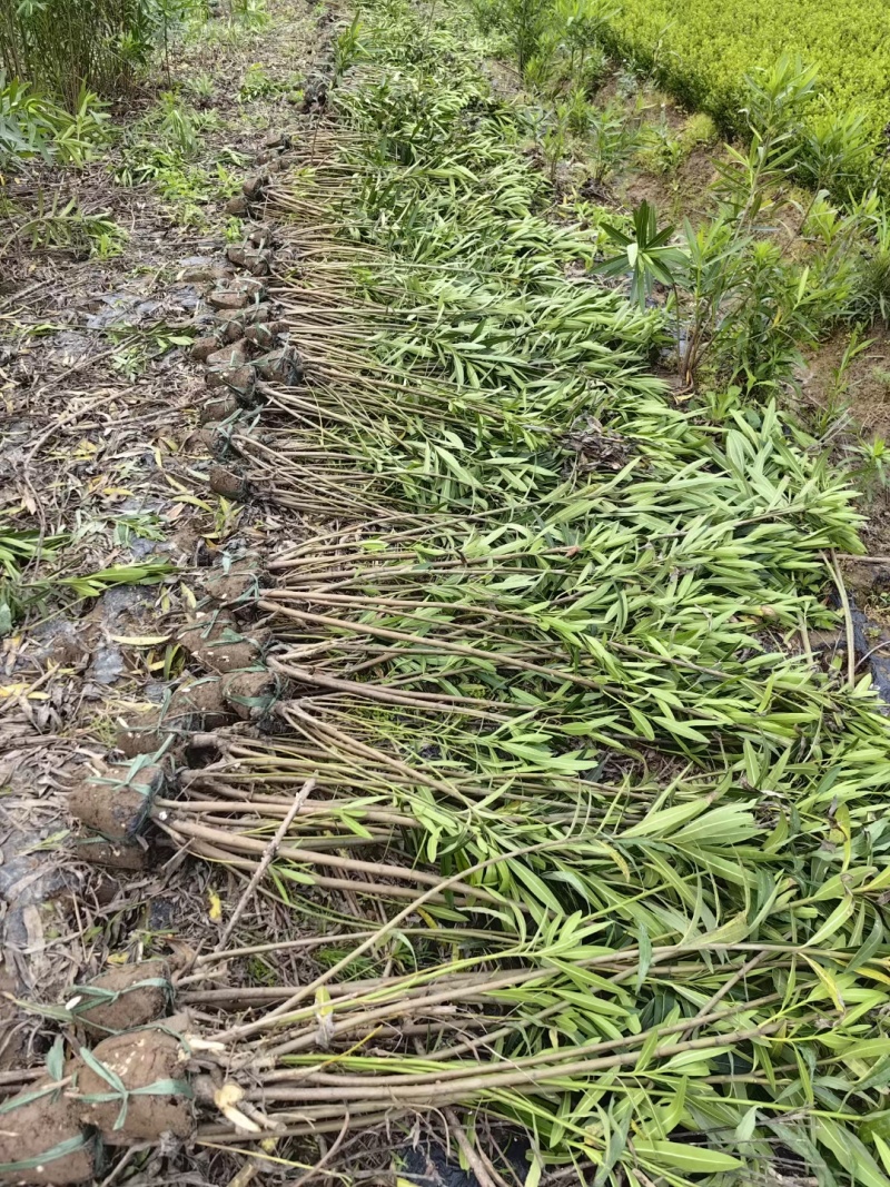 夹竹桃基地，杯苗地苗，色泽鲜艳，植株健壮，各种规格齐全