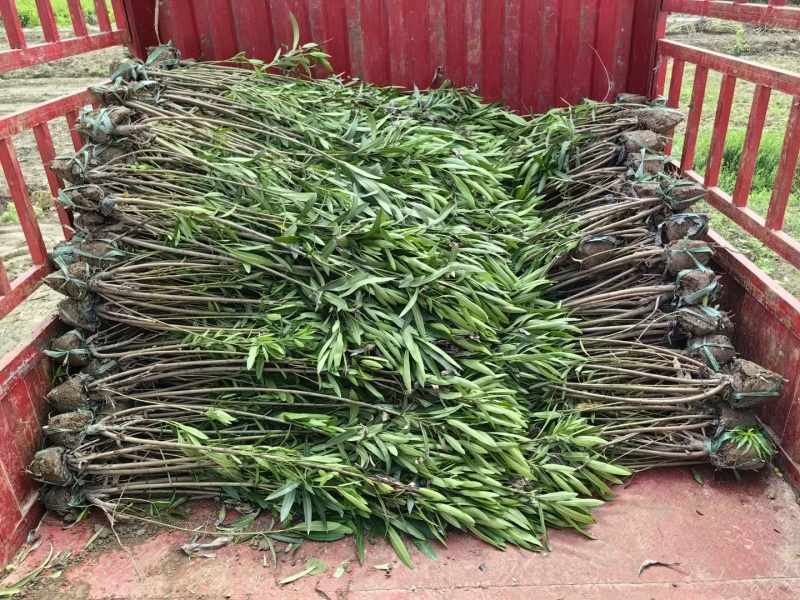 夹竹桃基地，杯苗地苗，色泽鲜艳，植株健壮，各种规格齐全
