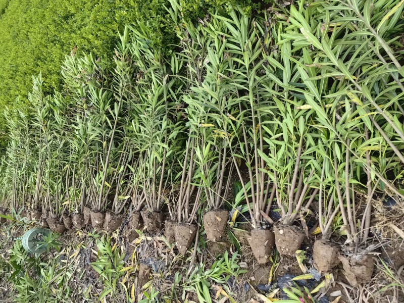 夹竹桃基地，杯苗地苗，色泽鲜艳，植株健壮，各种规格齐全