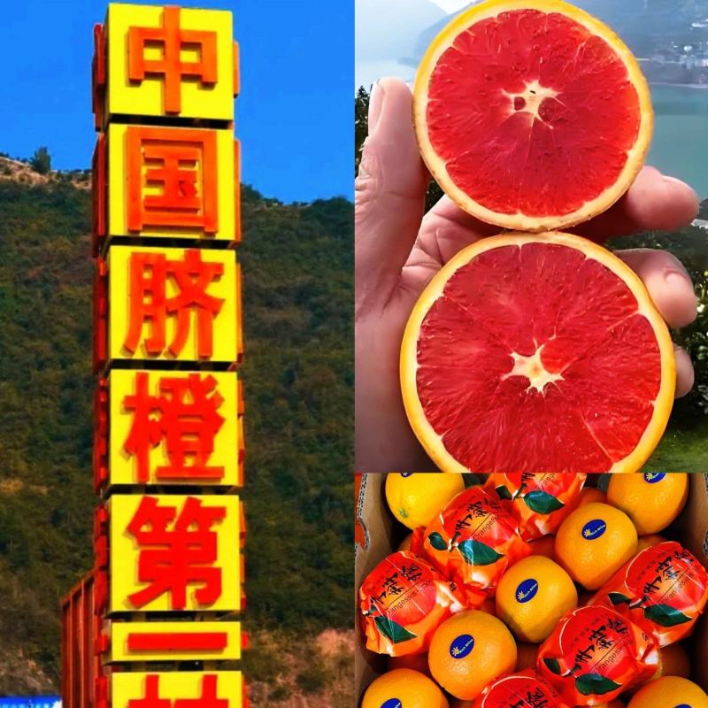 中华红血橙红橙自家果园一手货源电商批发商超出口外贸诚