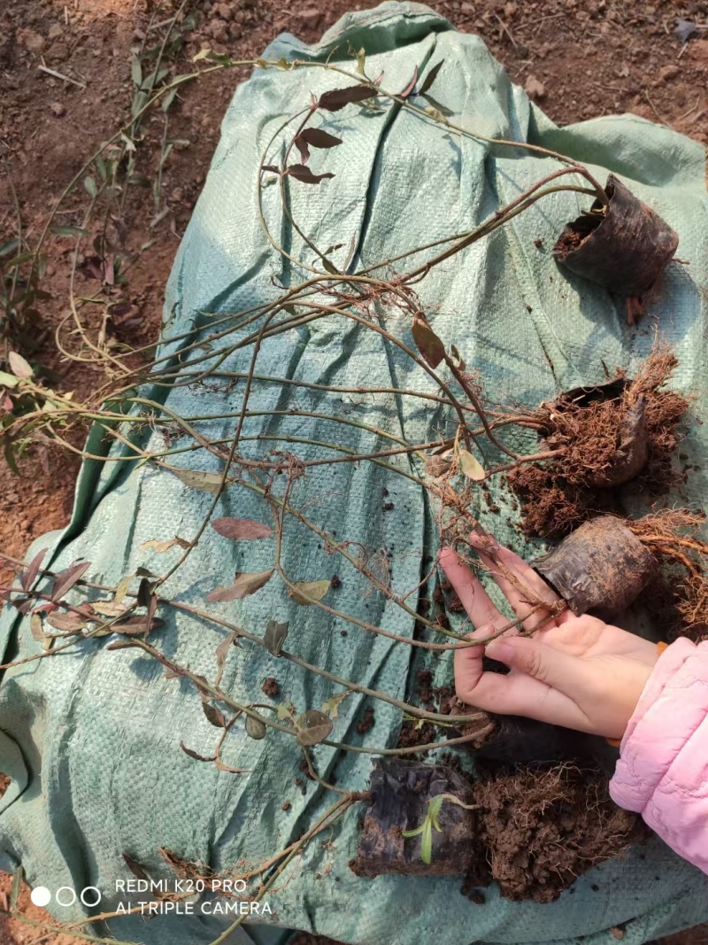 扶芳藤基地，杯苗地苗，色泽鲜艳，植株健壮，各种规格齐全
