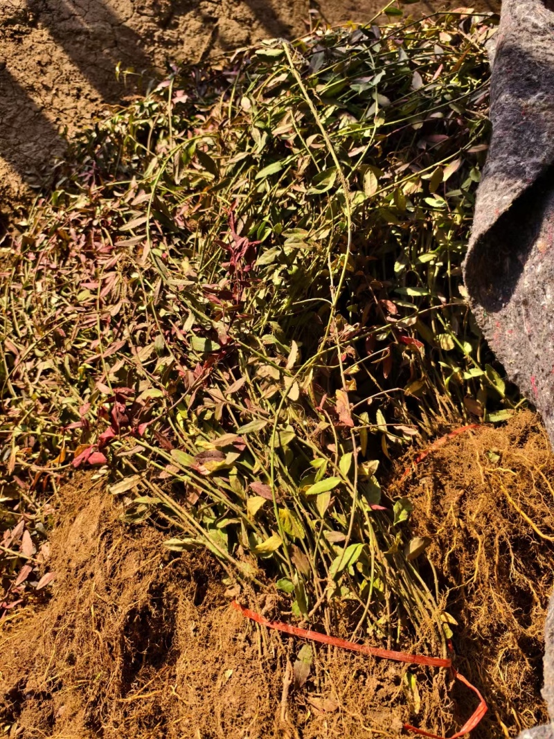 扶芳藤基地，杯苗地苗，色泽鲜艳，植株健壮，各种规格齐全