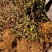扶芳藤基地，杯苗地苗，色泽鲜艳，植株健壮，各种规格齐全