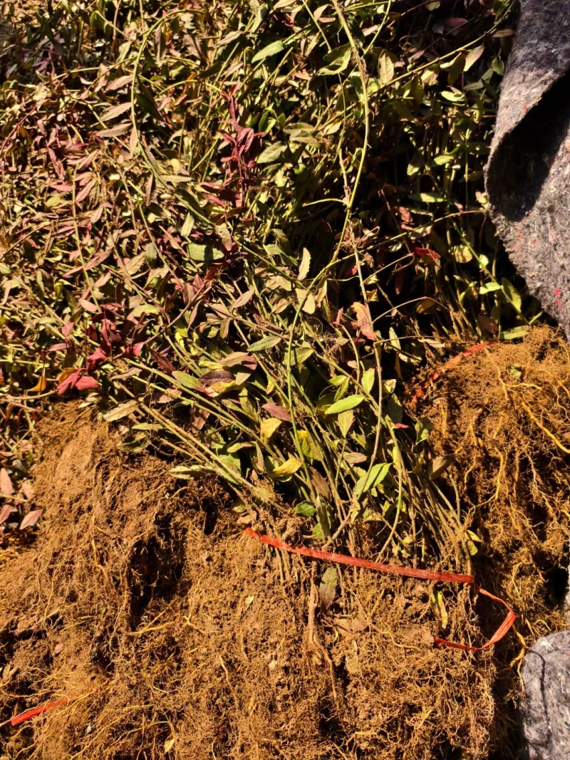 扶芳藤基地，杯苗地苗，色泽鲜艳，植株健壮，各种规格齐全