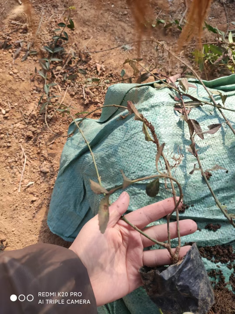 扶芳藤基地，杯苗地苗，色泽鲜艳，植株健壮，各种规格齐全