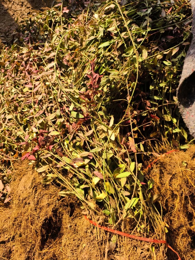 扶芳藤基地，杯苗地苗，色泽鲜艳，植株健壮，各种规格齐全