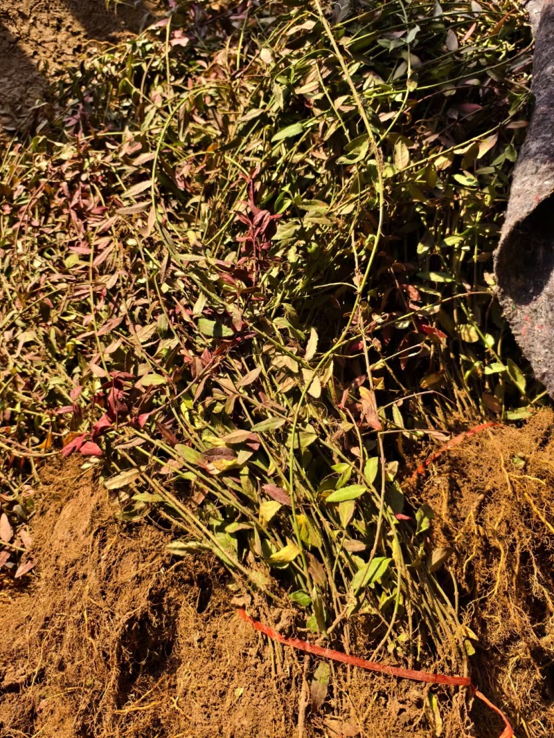 扶芳藤基地，杯苗地苗，色泽鲜艳，植株健壮，各种规格齐全