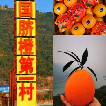 秭归长虹纽荷尔元红脐橙看园采果一手货源电商批发商超出口