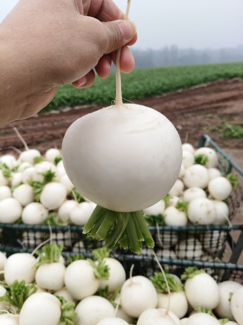 圆根萝卜