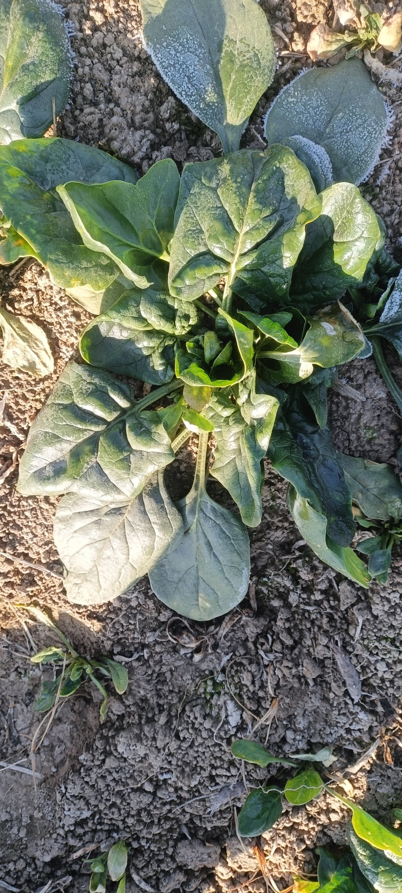 大叶菠菜