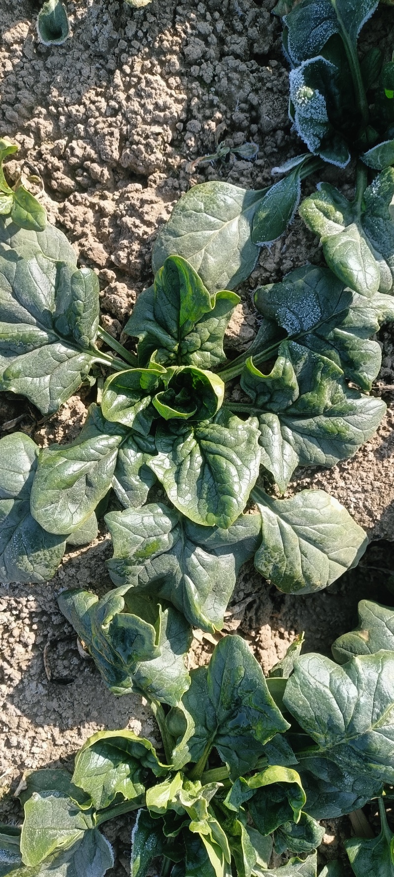 大叶菠菜