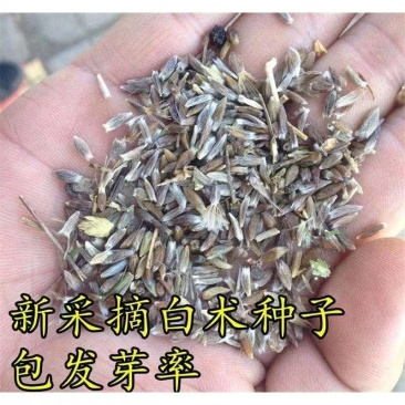24年新种子，发芽率高