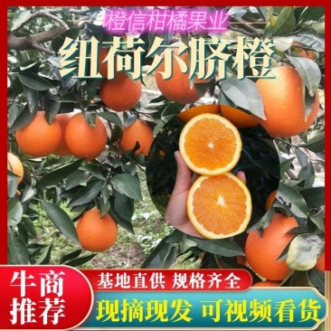 火爆上市甜橙纽荷尔橙赣南脐橙产地直供看园采果零售勿扰