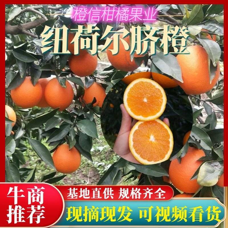 火爆上市甜橙纽荷尔橙赣南脐橙产地直供看园采果零售勿扰