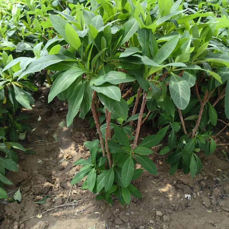 结香基地，杯苗地苗，色泽鲜艳，植株健壮，各种规格齐全