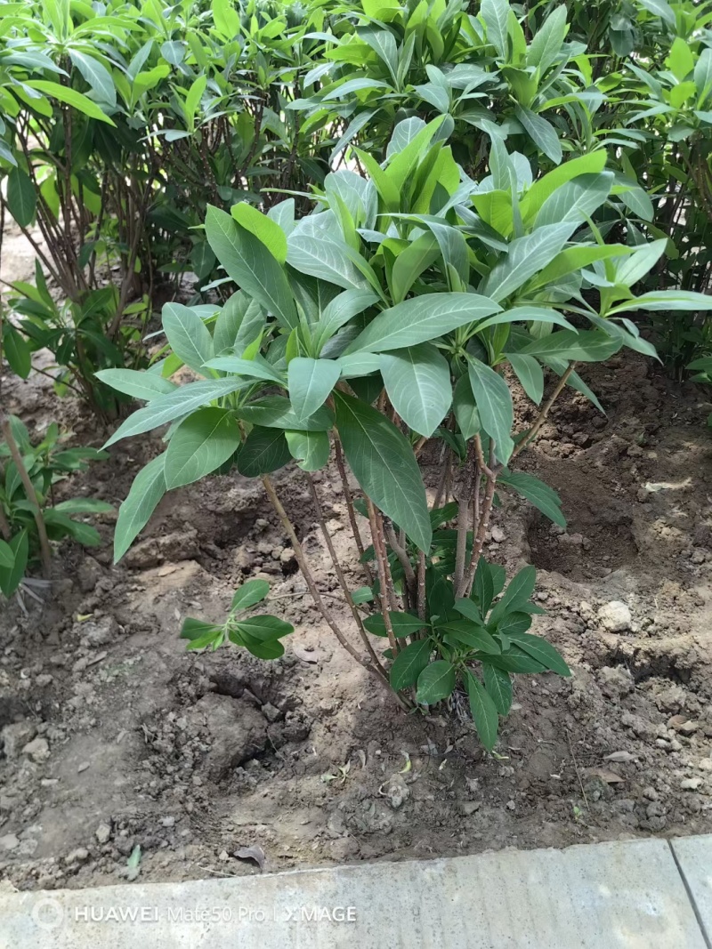 结香基地，杯苗地苗，色泽鲜艳，植株健壮，各种规格齐全