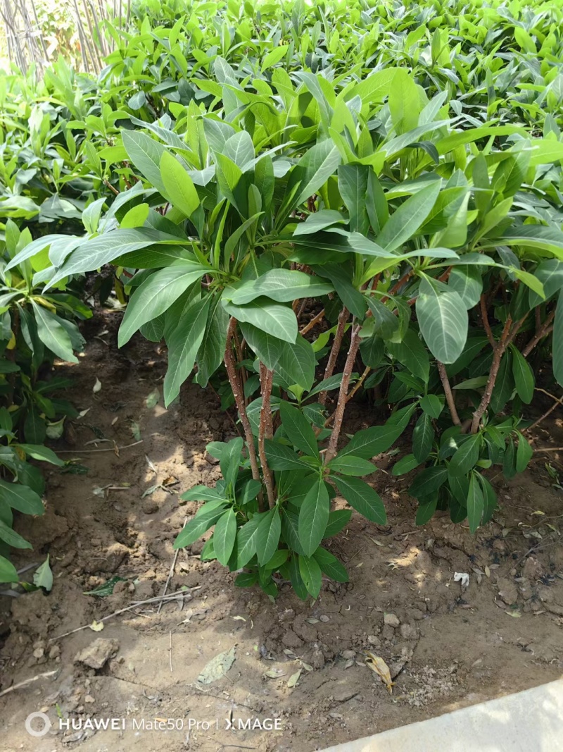 结香基地，杯苗地苗，色泽鲜艳，植株健壮，各种规格齐全