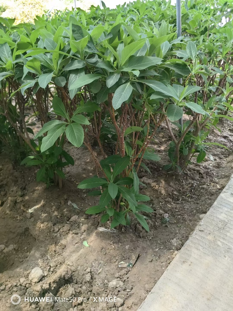 结香基地，杯苗地苗，色泽鲜艳，植株健壮，各种规格齐全