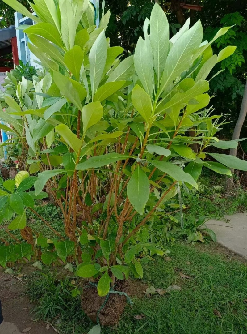 结香基地，杯苗地苗，色泽鲜艳，植株健壮，各种规格齐全