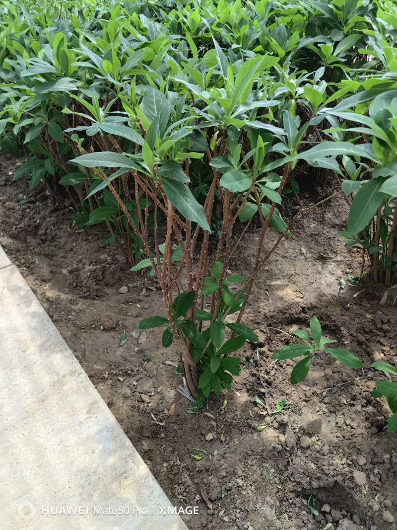 结香基地，杯苗地苗，色泽鲜艳，植株健壮，各种规格齐全