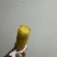 榴莲蜜薯，不是玛莎莉可比