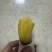 榴莲蜜薯，不是玛莎莉可比