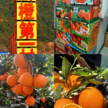 秭归纽荷尔长虹甜橙薄皮爆汁一手货源看园采果坏果包赔
