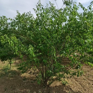 金银木基地，杯苗地苗，色泽鲜艳，植株健壮，各种规格齐全