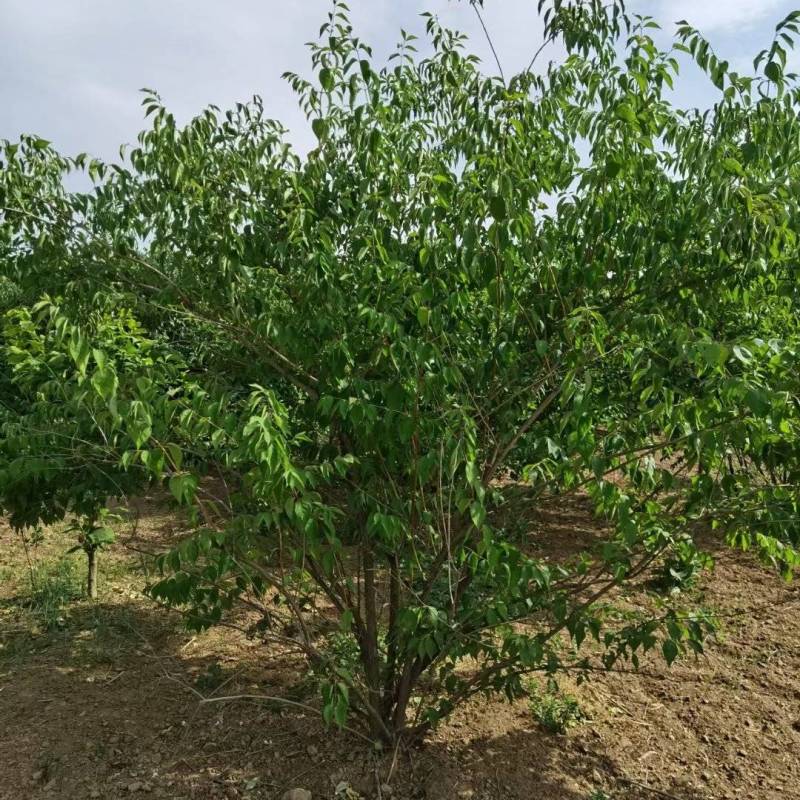 金银木基地，杯苗地苗，色泽鲜艳，植株健壮，各种规格齐全