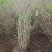 金银木基地，杯苗地苗，色泽鲜艳，植株健壮，各种规格齐全