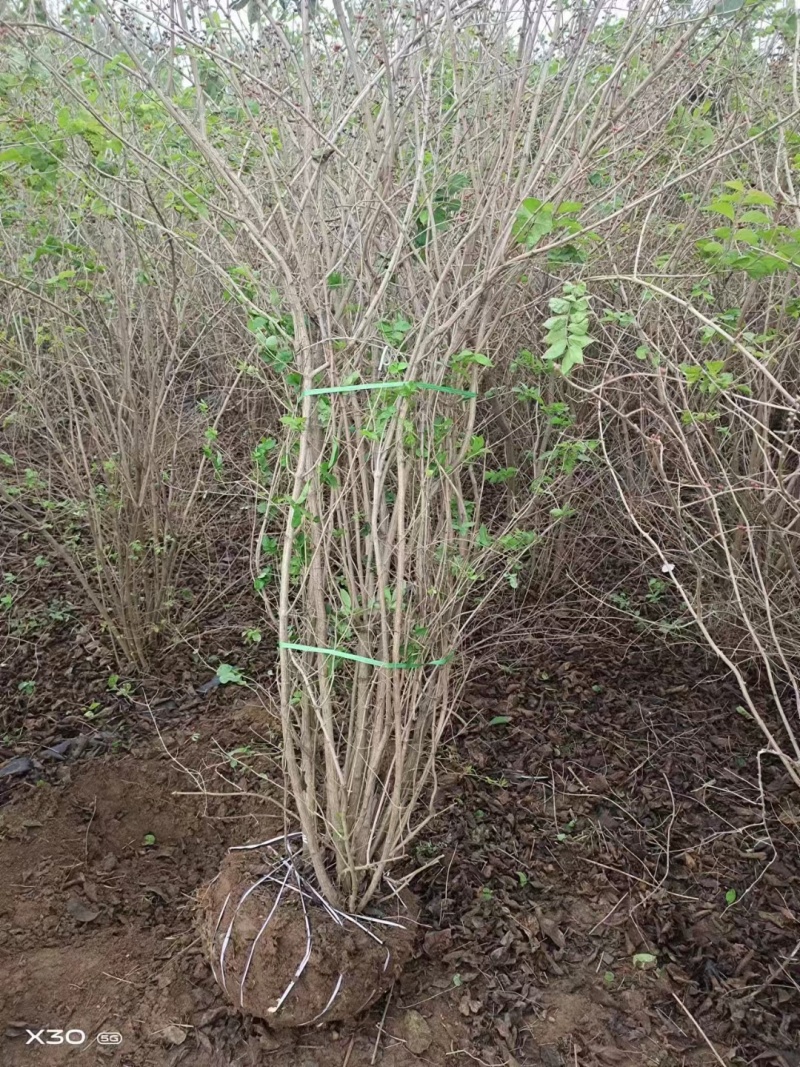 金银木基地，杯苗地苗，色泽鲜艳，植株健壮，各种规格齐全
