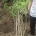 金银木基地，杯苗地苗，色泽鲜艳，植株健壮，各种规格齐全