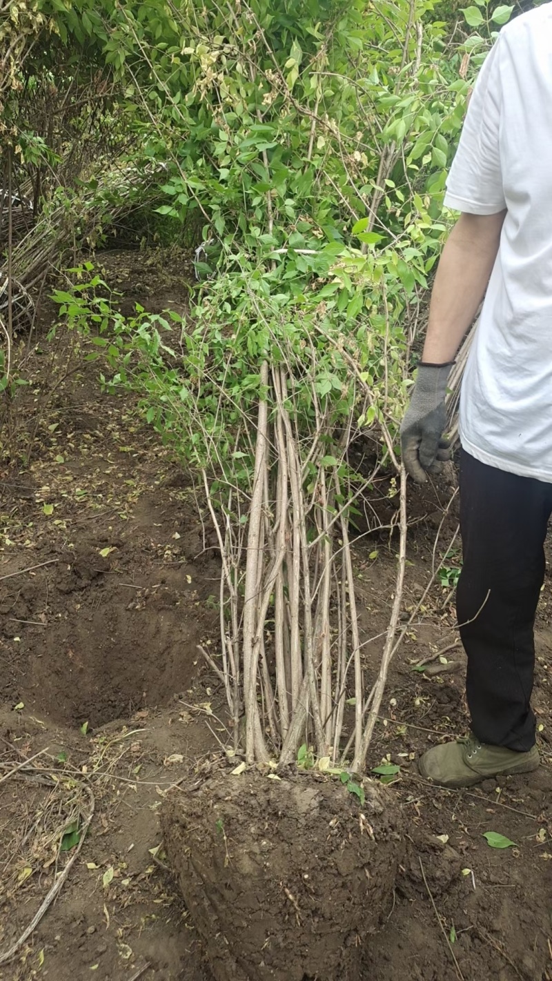 金银木基地，杯苗地苗，色泽鲜艳，植株健壮，各种规格齐全
