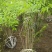 金银木基地，杯苗地苗，色泽鲜艳，植株健壮，各种规格齐全