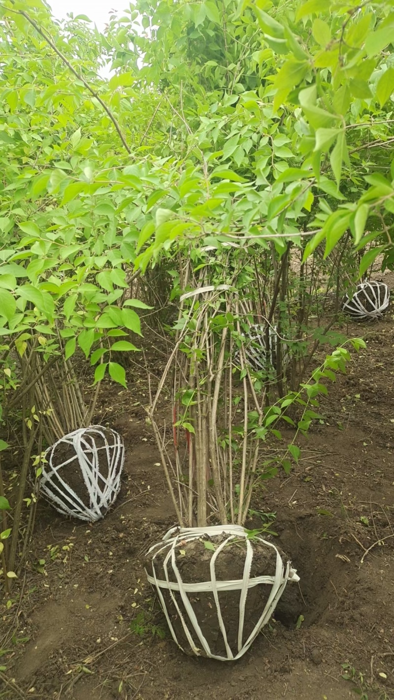 金银木基地，杯苗地苗，色泽鲜艳，植株健壮，各种规格齐全