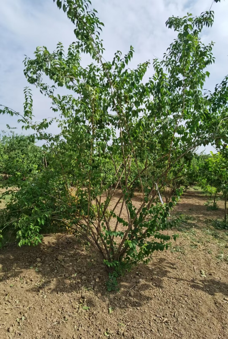 金银木基地，杯苗地苗，色泽鲜艳，植株健壮，各种规格齐全