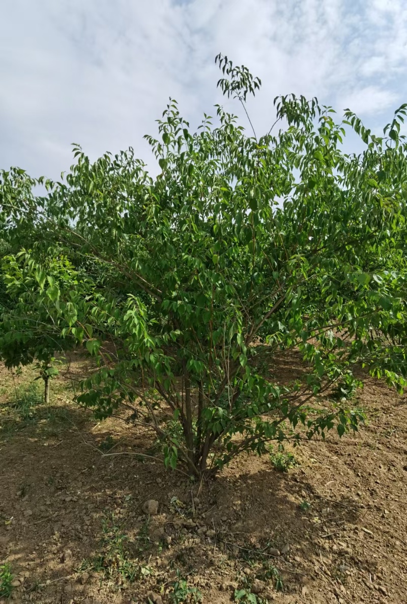 金银木基地，杯苗地苗，色泽鲜艳，植株健壮，各种规格齐全