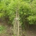 金银木基地，杯苗地苗，色泽鲜艳，植株健壮，各种规格齐全