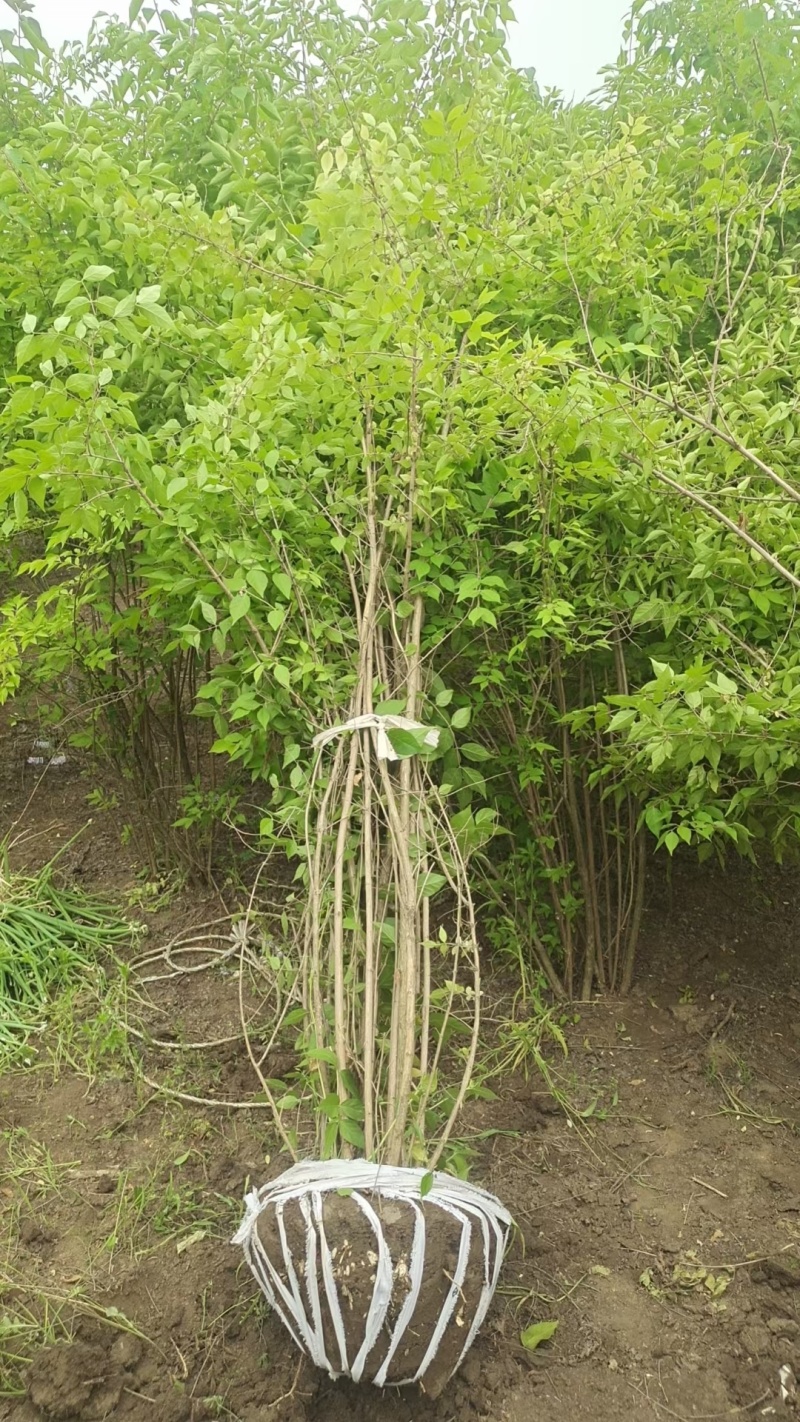 金银木基地，杯苗地苗，色泽鲜艳，植株健壮，各种规格齐全