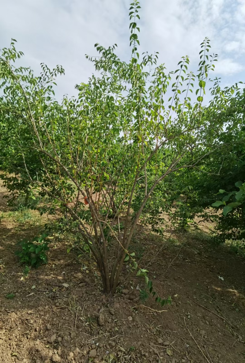 金银木基地，杯苗地苗，色泽鲜艳，植株健壮，各种规格齐全