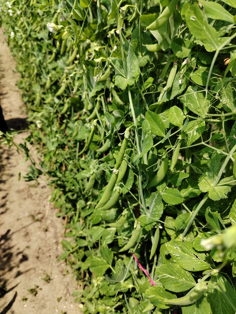速冻甜豆甜豌豆，出口级别，果蔬脆片加工原料