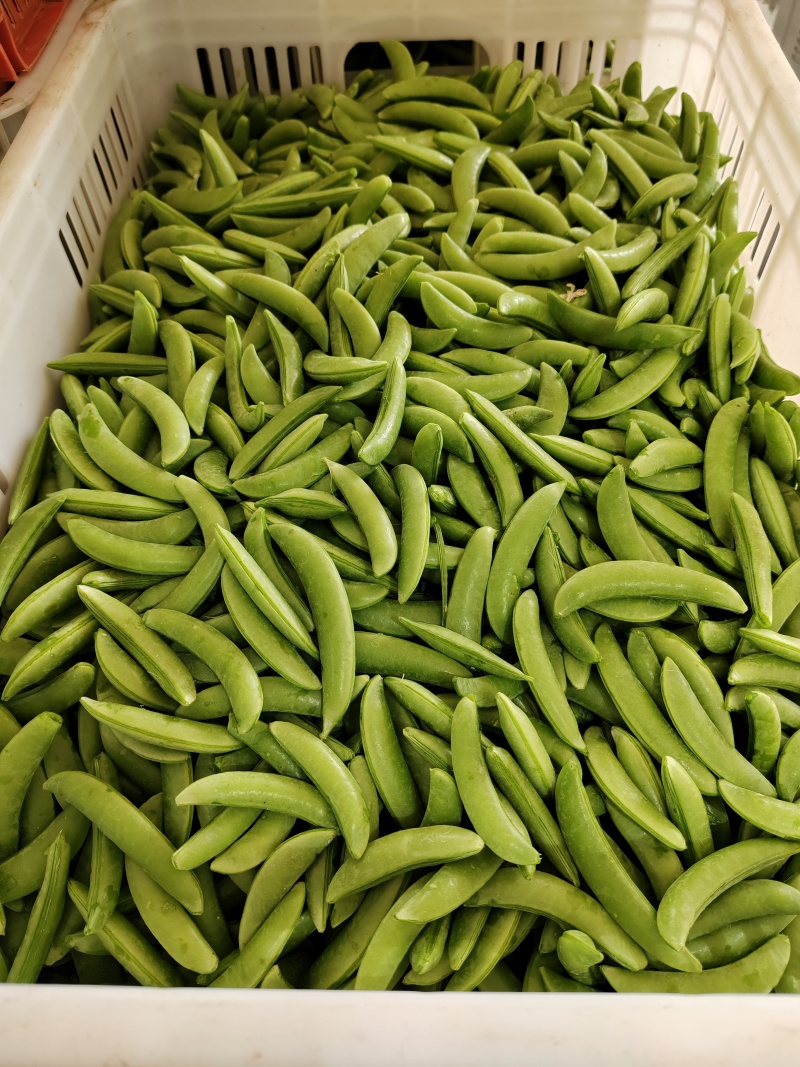 速冻甜豆甜豌豆，出口级别，果蔬脆片加工原料