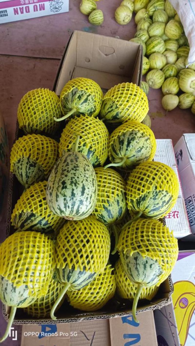 【花蕾甜瓜】河北花蕾华兴圆润无擦伤疤痕卖相好全国接单纸箱