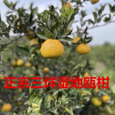 温州瓯柑正宗三垟湿地瓯柑自家果园自产自销