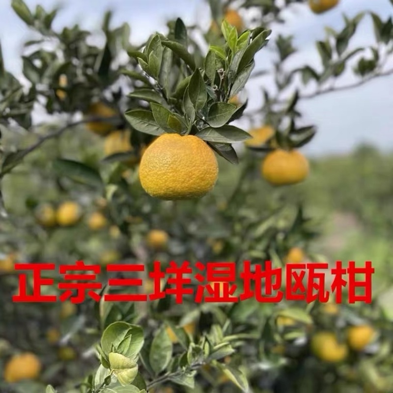 温州瓯柑正宗三垟湿地瓯柑自家果园自产自销