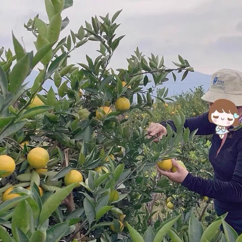 温州瓯柑正宗三垟湿地瓯柑自家果园自产自销