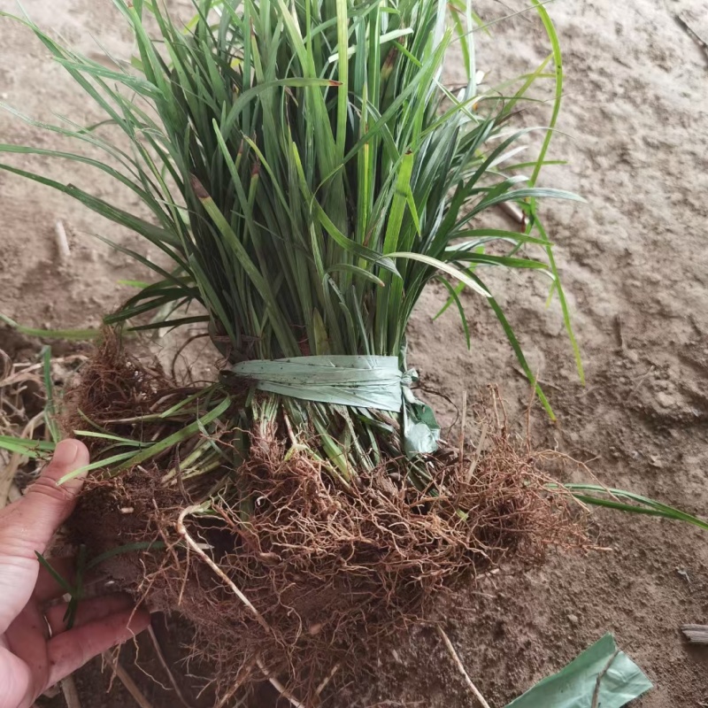 兰花三七基地，杯苗地苗，色泽鲜艳，植株健壮，各种规格齐全