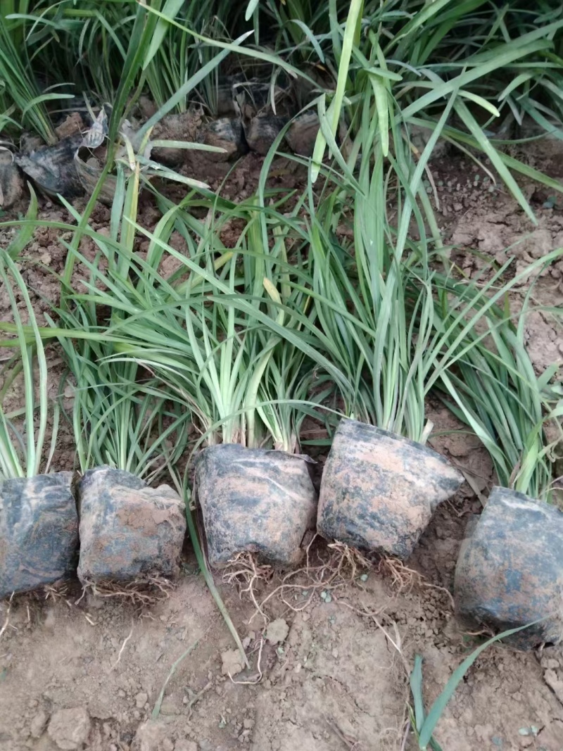 兰花三七基地，杯苗地苗，色泽鲜艳，植株健壮，各种规格齐全