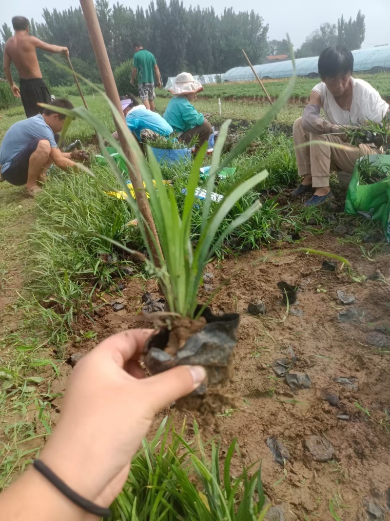 兰花三七基地，杯苗地苗，色泽鲜艳，植株健壮，各种规格齐全